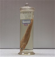 藏品(印度牛尾魚)的圖片